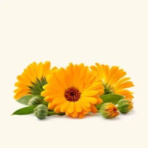 Calendula Hydrosol