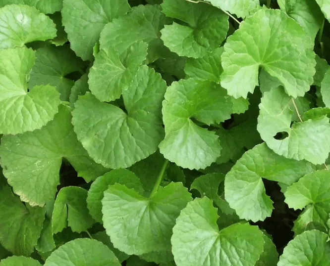 Organic Brahmi Leaf Powder For Hair