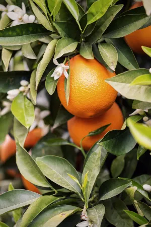 ORGANIC NEROLI (ORANGE BLOSSOM) HYDROSOL